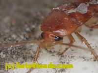 /home//u458753944/public_html/sourcegallery//////////////////////////Insects and small critters/roaches (Blattodea)/P4260694.JPG